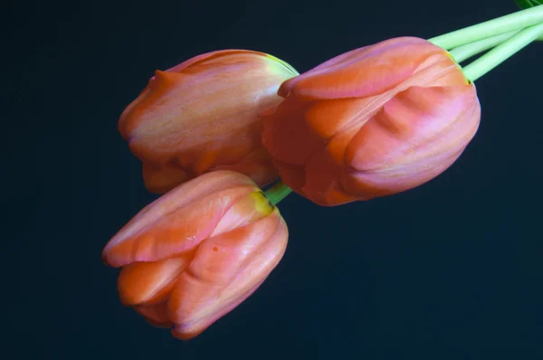 Trois tulipes — Photo