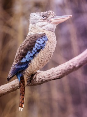 kingfisher resmi