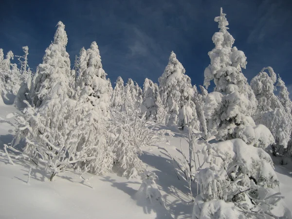 Sueño de invierno — Foto de Stock