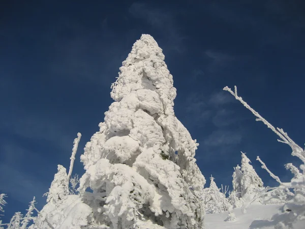 Winter dream — Stock Photo, Image