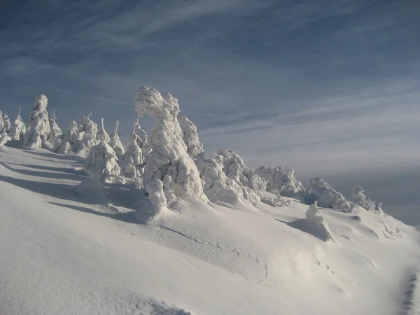 Sueño de invierno — Foto de Stock