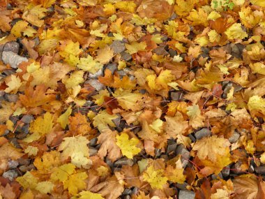 arka plan - yaprak taşlar