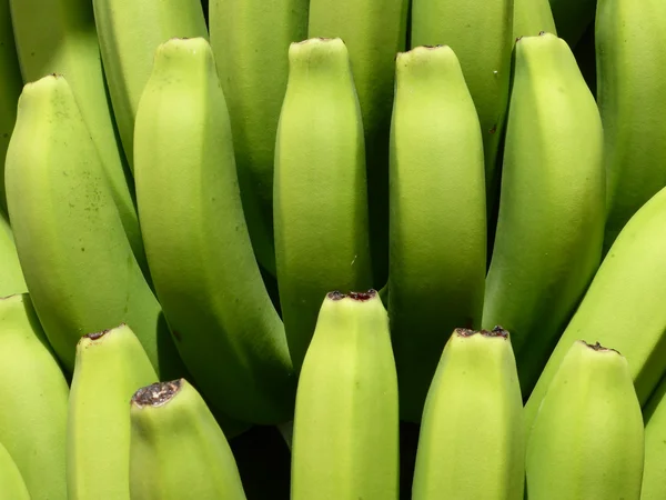 Arbusto de banana — Fotografia de Stock