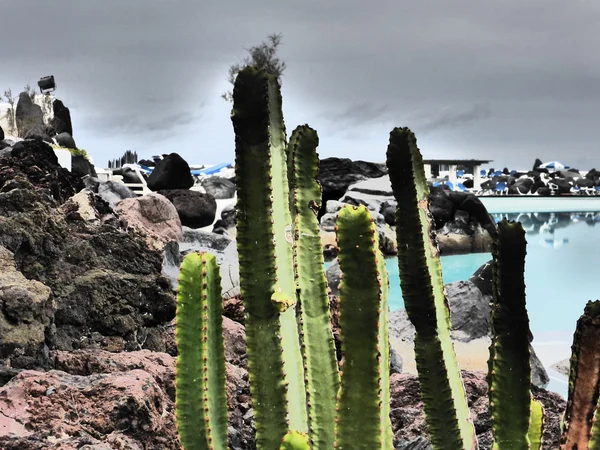 Abstracte cactus afbeelding — Stockfoto