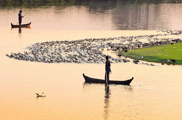 Duck Chase Campo con pescatore — Foto Stock