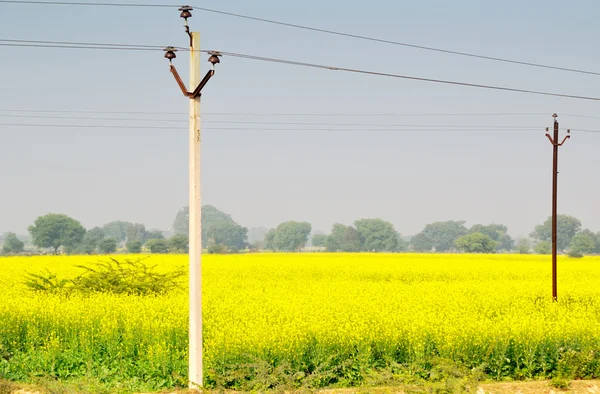 Línea de transmisión de potencia con flor amarilla en el paisaje — Foto de Stock