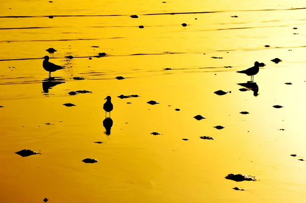 Orangefarbener Sonnenuntergang mit Möwen — Stockfoto