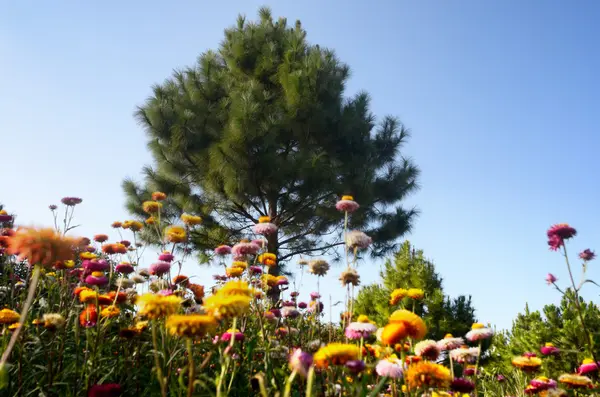 Tree in flowers field — Zdjęcie stockowe