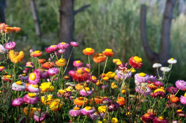 Field of flowers in the nature — Stock Photo, Image