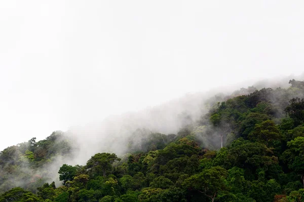 Wälder im Nebel — Stockfoto