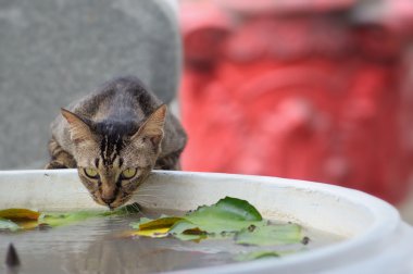 Cat drinking water clipart