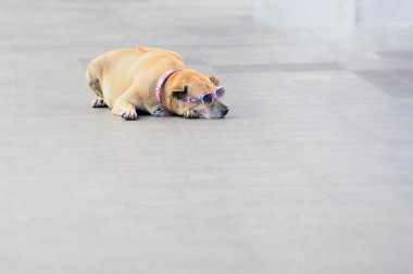 güneş gözlüğü ile köpek