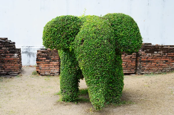Elephant shape bush — Stock Photo, Image