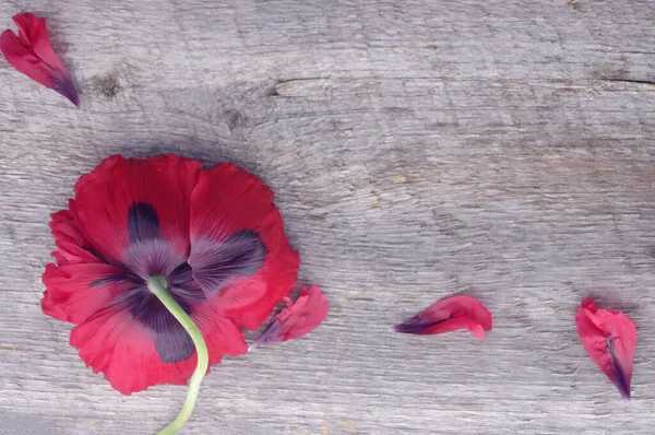 Flor Papoula Vermelha Florescer Fundo Madeira Rústico Com Espaço Cópia — Fotografia de Stock