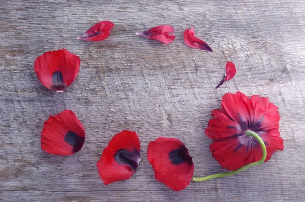 Rode Papaver Bloem Bloeien Bloemblaadjes Cirkel Frame Rustieke Houten Achtergrond — Stockfoto