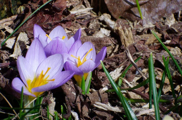 Primer Plano Flores Cocodrilo Primavera Púrpura Chips Corteza —  Fotos de Stock