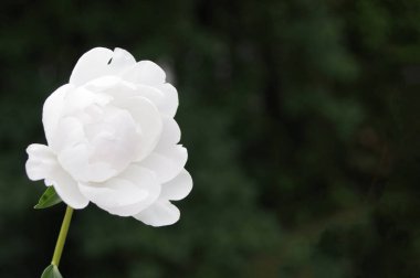 Siyah arkaplanda kopyalama alanı olan beyaz şakayık çiçekleri