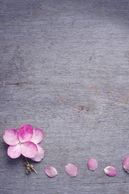 Açık pembe ortanca çiçeği kırsal ahşap arka planda fotokopi alanı ile çiçek açar