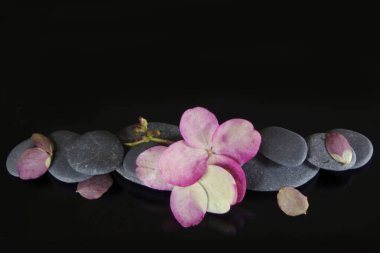 Açık pembe ortanca çiçeği, siyah zemin üzerinde nehir taşı ve kopyalama alanı ile çiçek açar.