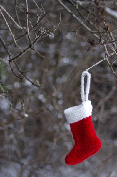 Міні Червоний Язаний Різдвяний Панчіх Висить Дереві Зовні Копіювальним Простором — стокове фото