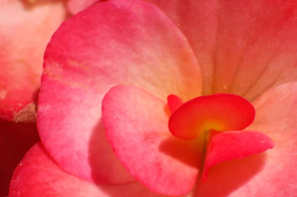 Begonia Roja Pétalos Flores Primer Plano Fondo —  Fotos de Stock