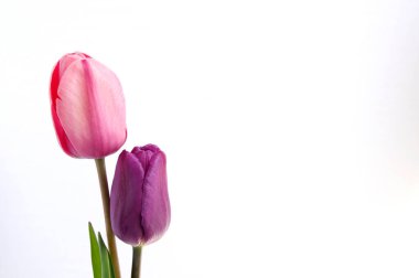 bir mor bir pembe kapalı lale beyaz arkaplanda çoğalır.