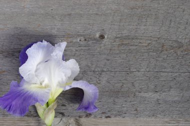 mor iris çiçeği kırsal ahşap arkaplanda fotokopi alanı ile çiçek açar 