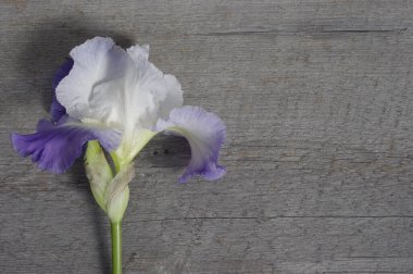 mor iris çiçeği kırsal ahşap arkaplanda fotokopi alanı ile çiçek açar 