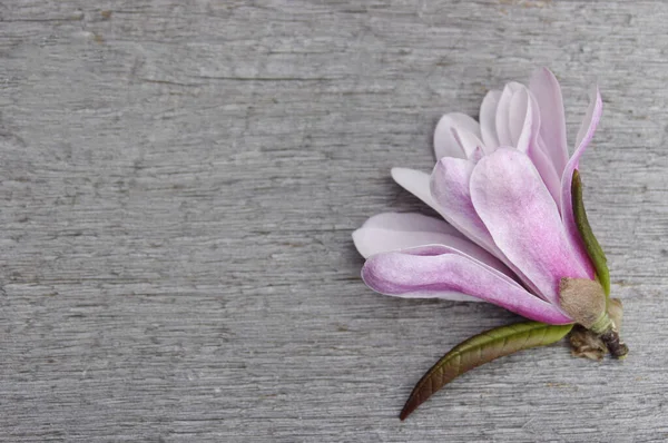 Roze Magnolia Bloem Rustieke Houten Achtergrond Met Kopieerruimte — Stockfoto