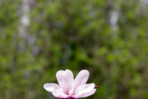 Růžová Magnolia Květina Tmavě Zelené Pozadí Bokeh Kopírovacím Prostorem — Stock fotografie