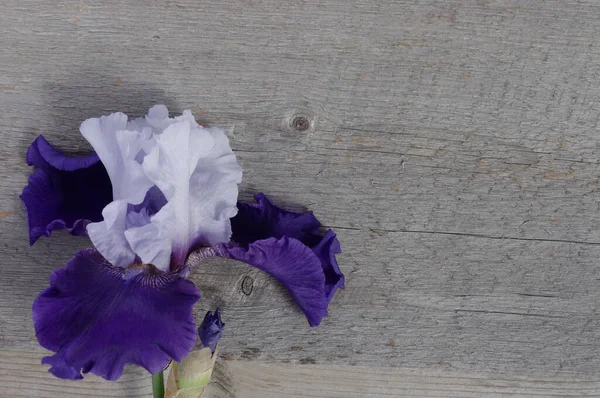 Flor Íris Roxa Flor Fundo Madeira Rústica Com Espaço Cópia — Fotografia de Stock