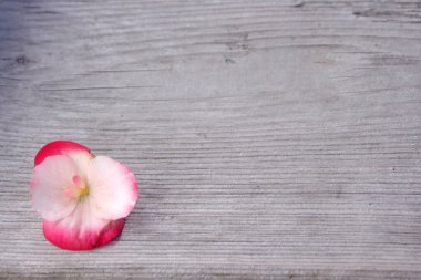 Beyaz ve pembe begonya çiçekleri kırsal ahşap arka planda çoğalır.