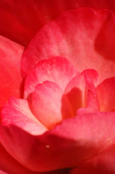 Close Begonia Rosa Vermelho Pétalas Flor Textura — Fotografia de Stock