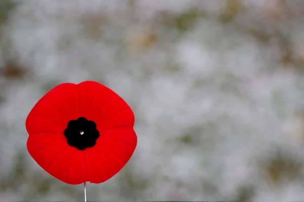 Herdenkingsdag Papaver Witte Achtergrond Met Kopieerruimte — Stockfoto