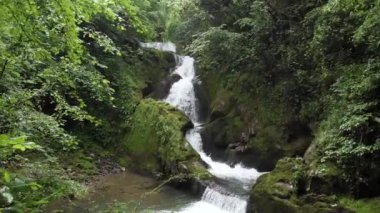 Yeşil bir ormanın içindeki şelale