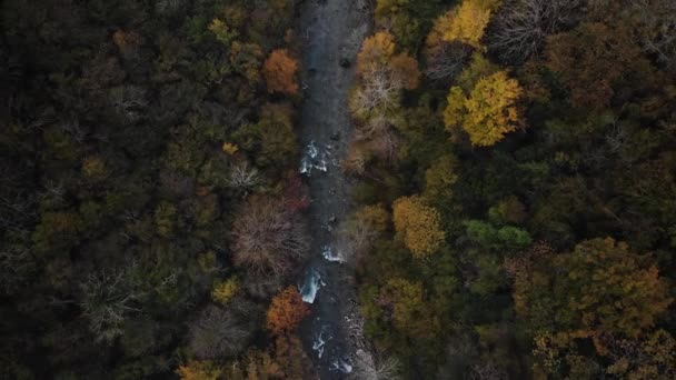 Aerial view of the autumn forest and river — Stock Video