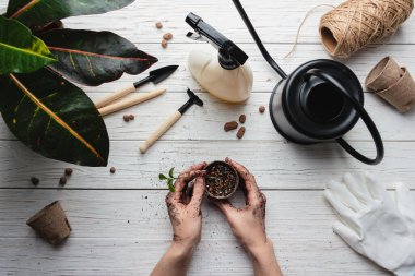Bahçıvanlık. Bahçe aletleri ve beyaz ahşap arka planda zemini olan eko kaplar. Dişi bitki ekiyor. Üst görünüm.