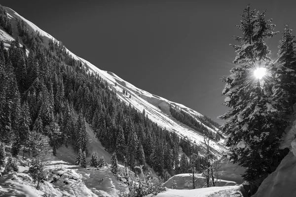Zimowy pejzaż z słońce świeci przez drzewa w czerni i bieli — Zdjęcie stockowe