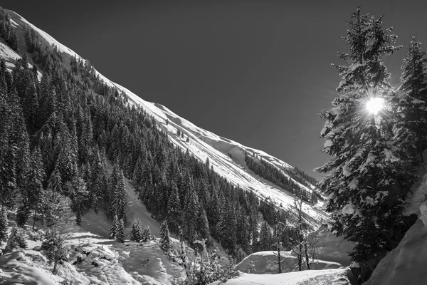 Winter landscape with sun shining through tree in black and white — Stock Photo, Image