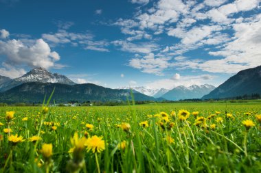 dandelions ve mavi gökyüzü, tyrol dağ çayır