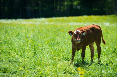 Genç kahverengi inek ayakta çayırda
