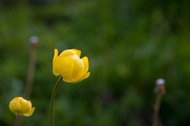 Keskinliği Azaltma yeşil zemin üzerine iki dünya çiçek