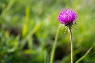 Tek mor Alp thistle broomrape çiçek yeşil