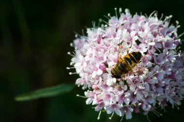 daha az valerian alp çiçek arıya