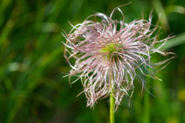 Centaurea çiçek