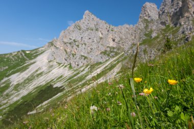 dik yeşil alp çayır