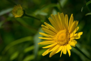 yanlış leopard's bane çiçeği