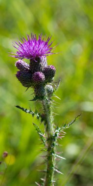 ortak thistle önden görünümü