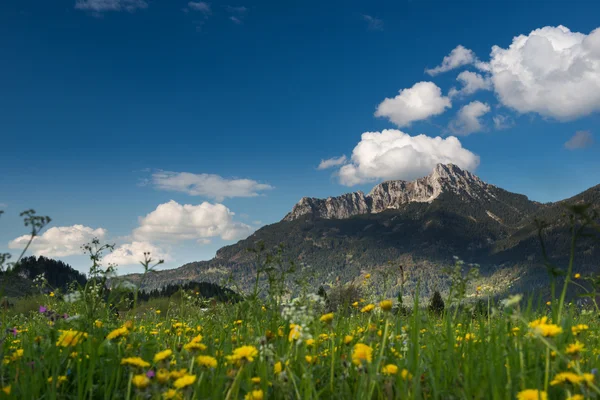 Flores amarillas frente a una enorme montaña en el Tirol — Foto de Stock