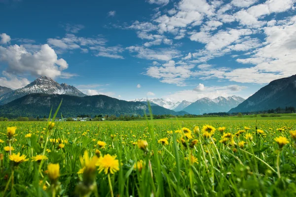 Wiese mit Löwenzahn und Tiroler Bergen bei blauem Himmel — Stockfoto